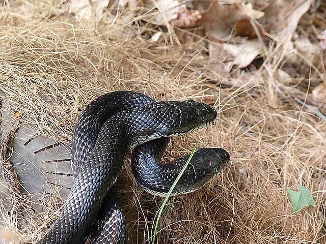 Black Rat Snake aka Pantherophis Obsoletus and a Baby Chipmunk